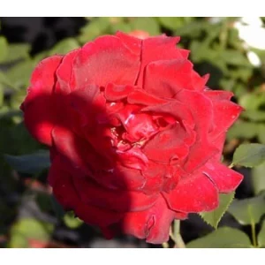 Роза "Medel Bard"